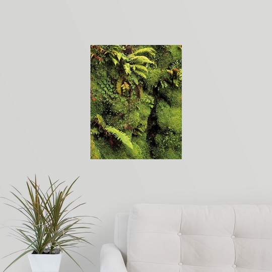 Poster Print /"Fern and Moss in Gorge Japanese Garden Powerscourt Gardens,