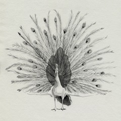 Ebony Plumed Peacock II