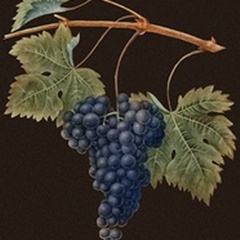 Brookshaw Purple Grapes