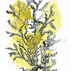 Citron Sea Kelp II