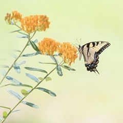 Butterfly Portrait III