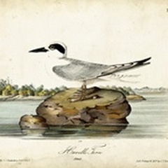 Audubon Havells Tern