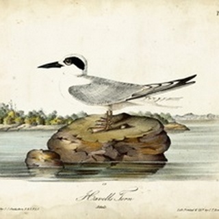 Audubon Havells Tern