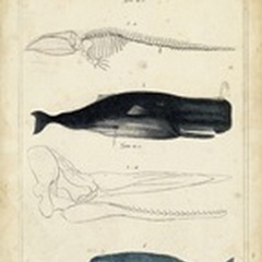 Antique Whale and Dolphin Study III