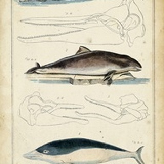 Antique Whale and Dolphin Study II