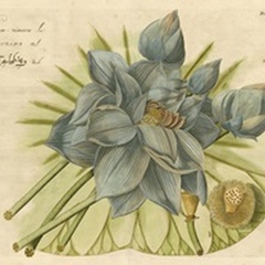 Blue Lotus Flower II