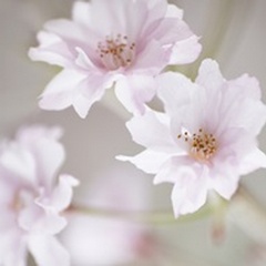 Cherry Blossom Study III
