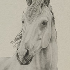 White Horse Portrait II