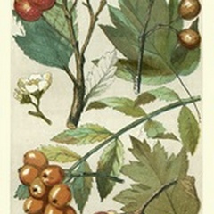 Fruits and Foliage IV