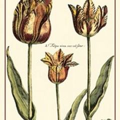 Small DePasse Tulipa I