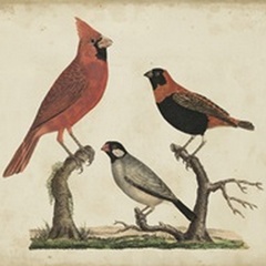 Cardinal and Grosbeak