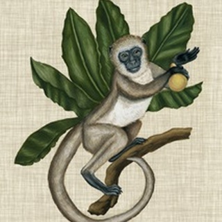 Canopy Monkey III