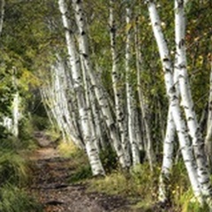 A Walk Through the Birch Trees