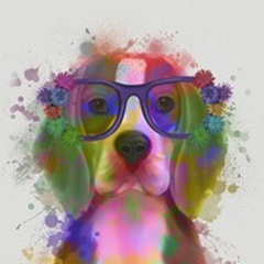 Beagle Rainbow Splash 2