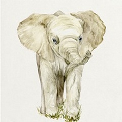 Baby Elephant II