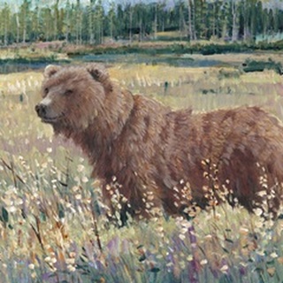 Bear in the Field
