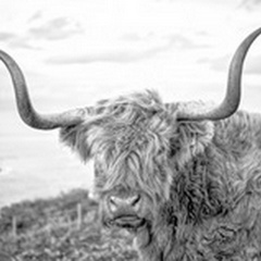 Highland Cows II