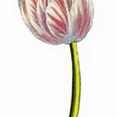 Tulip Time II
