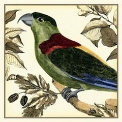 Tropical Parrot IV
