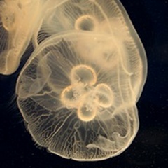 Graphic Jellyfish II