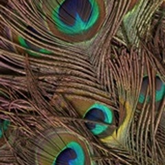 Peacock Feathers IV