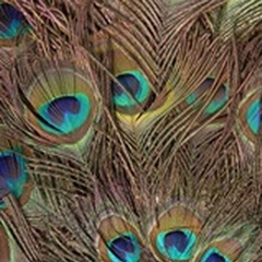 Peacock Feathers III