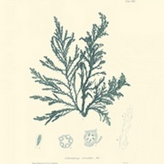 Nature Print in Aqua I