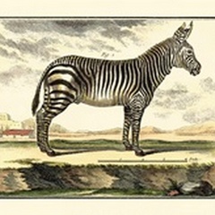 Diderot Zebra