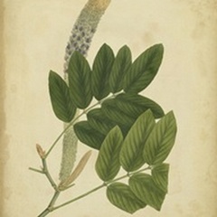 Engelmann Botanical III