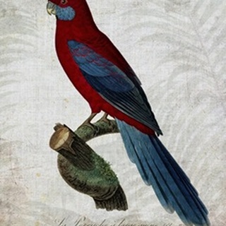 Parrot Jungle II