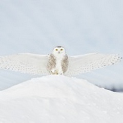 Owl in Flight III