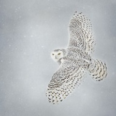 Owl in Flight II