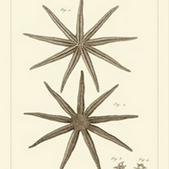 Striking Starfish III