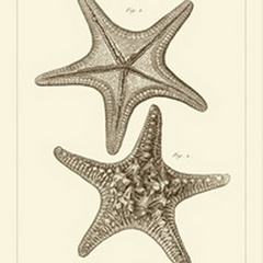 Striking Starfish II
