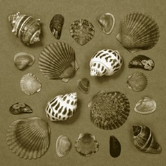 Shell Collector Series V