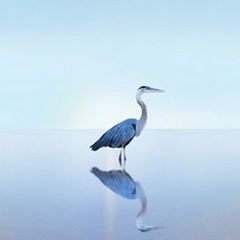 Beachscape Heron II