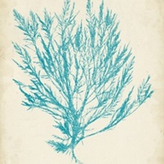 Aquamarine Seaweed IV