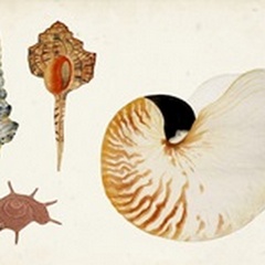Antique Shell Anthology I