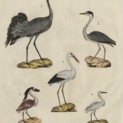 Heron Classification I