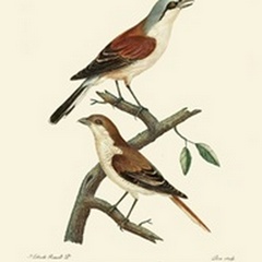 Vintage French Birds I