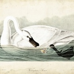 Trumpeter Swan I
