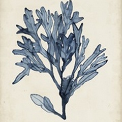 Seaweed Specimens II