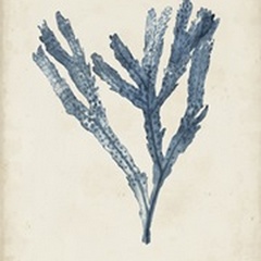 Seaweed Specimens I