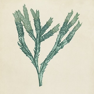 Chromatic Seaweed III