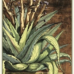 Graphic Aloe I