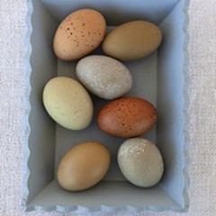 Rainbow Eggs in Blue Box