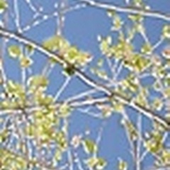 Spring Poplars IV