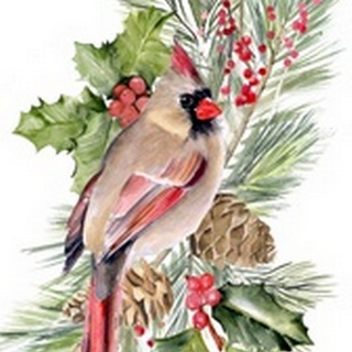 Cardinal Holly Christmas Collection B