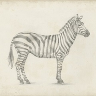 Zebra Sketch