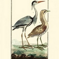Buffon Cranes and Herons III